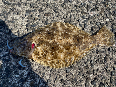 ヒラメ、メッキ　