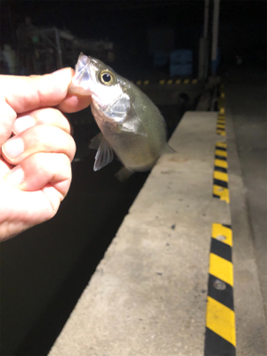 アジングタックルでチーバス入れ食い