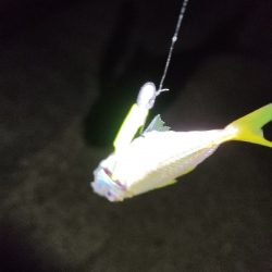 アジングデビュー