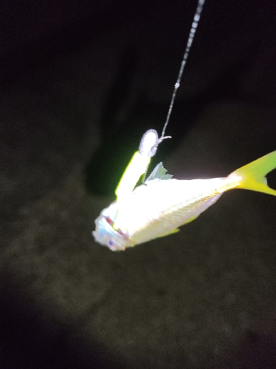 アジングデビュー