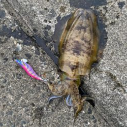 夕まずめエギング