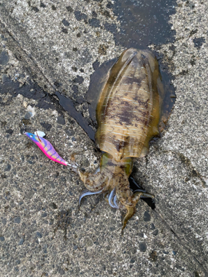 夕まずめエギング