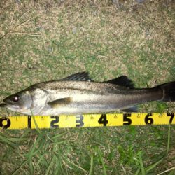 良い引きのシーバス