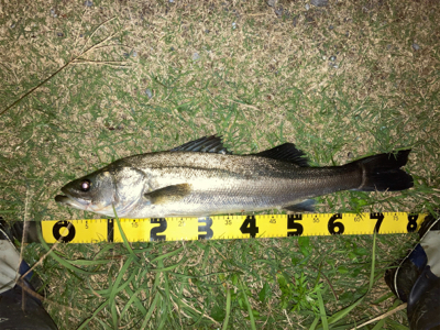 良い引きのシーバス