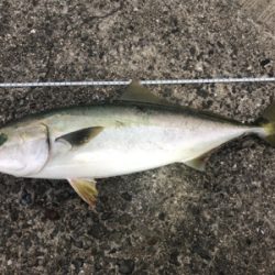 ショアジギングでメジロ