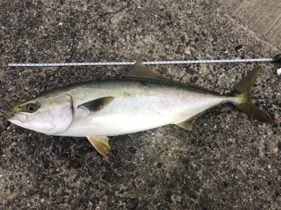 ショアジギングでメジロ