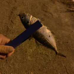 やっとこさアジ