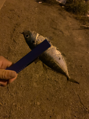 やっとこさアジ