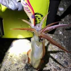 久しぶりにケンサキイカ  GET(^｡^)