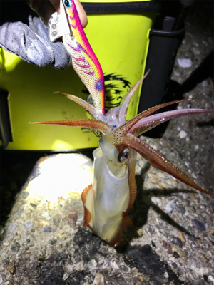 久しぶりにケンサキイカ  GET(^｡^)