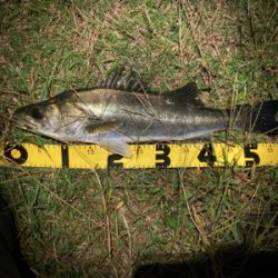 シーバスフィッシング