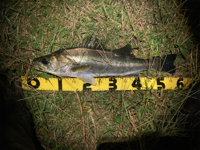 シーバスフィッシング