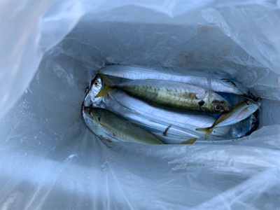 続:朝タチゲーム