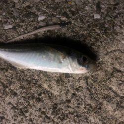 フロート太刀魚