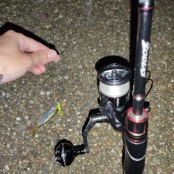 今夜もアジング！