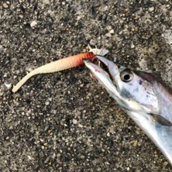 初タチウオ、おまけはアコウさん