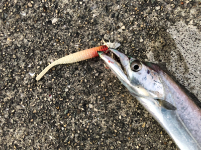 初タチウオ、おまけはアコウさん