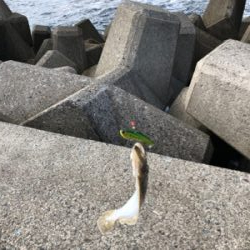 エギング ショアジギ