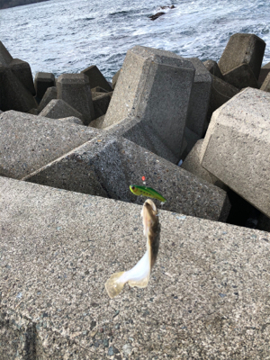 エギング ショアジギ