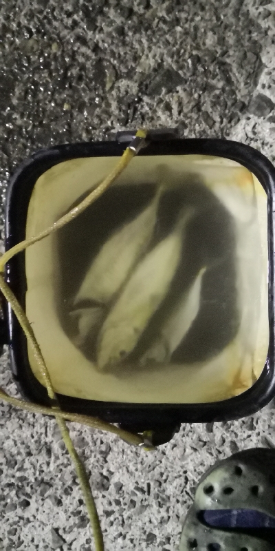 アジング練習 197