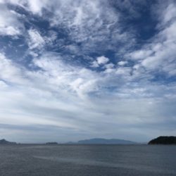 メジロとハマチ