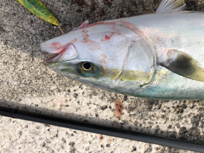 ヒットパターン