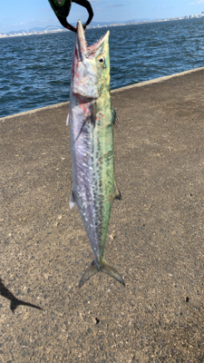 お久しぶりの青物