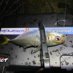 アジング人多過ぎ