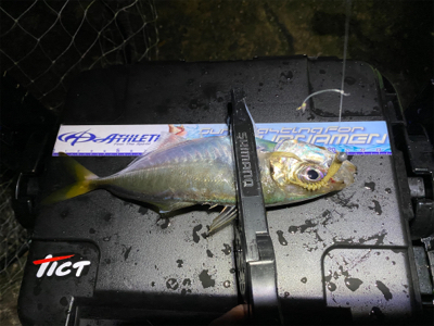 アジング人多過ぎ