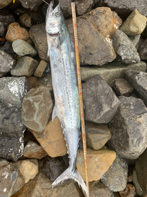 ショアジギング