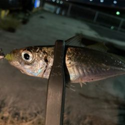 小雨の中、子アジと子キビレ