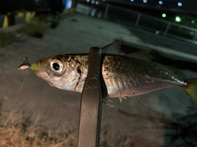 小雨の中、子アジと子キビレ