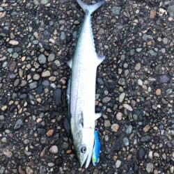 サゴシ入れ食い