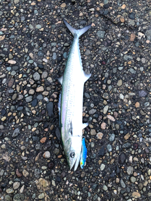 サゴシ入れ食い