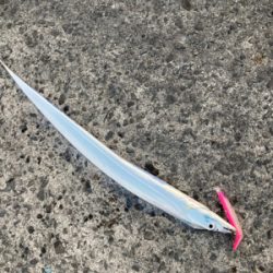 陸っぱり朝練！！激安ルアーでタチウオ釣り！