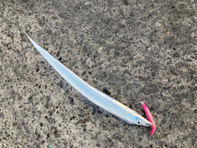 陸っぱり朝練！！激安ルアーでタチウオ釣り！