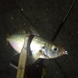 アジング練習 199