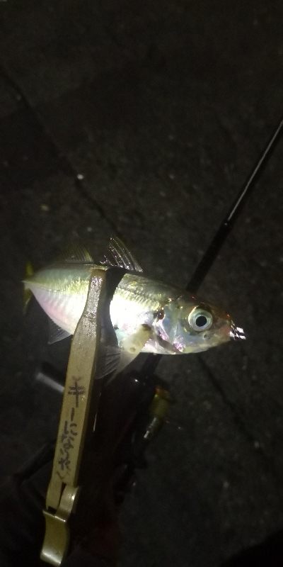 アジング練習 199