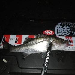 久々のアジング。太刀魚はいません。