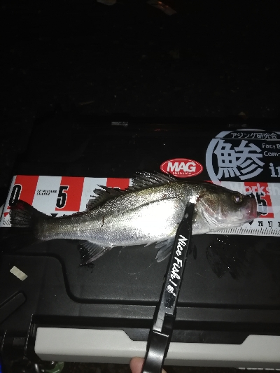 久々のアジング。太刀魚はいません。