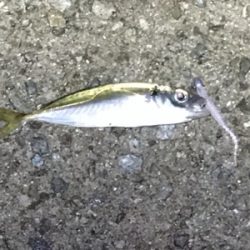 雨上がりで釣り人居らず