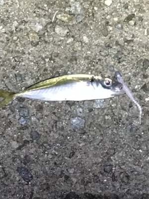 雨上がりで釣り人居らず