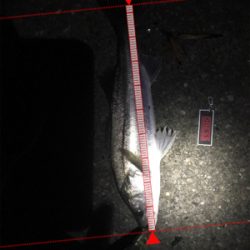 パラガス様々♪