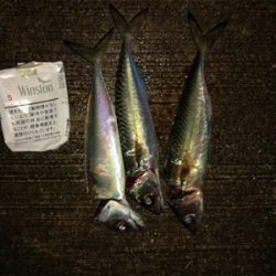 タチウオまだかな？