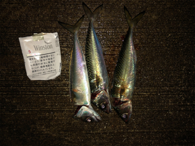 タチウオまだかな？