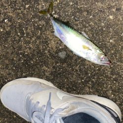 アジング　練習