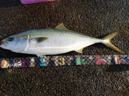 なんとかメジロ。