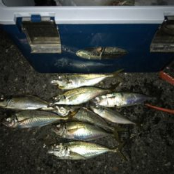 アジング・エギング