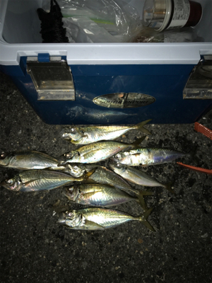 アジング・エギング