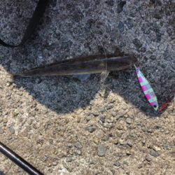 バラシた獲物はでかかった?